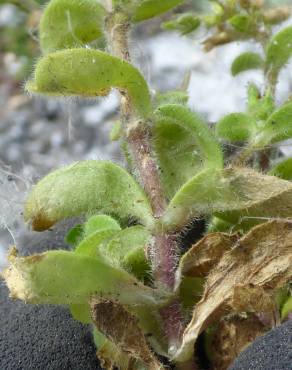 Fotografia 4 da espécie Cerastium glomeratum no Jardim Botânico UTAD