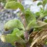 Fotografia 4 da espécie Cerastium glomeratum do Jardim Botânico UTAD