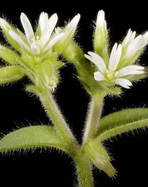 Fotografia 5 da espécie Cerastium glomeratum no Jardim Botânico UTAD