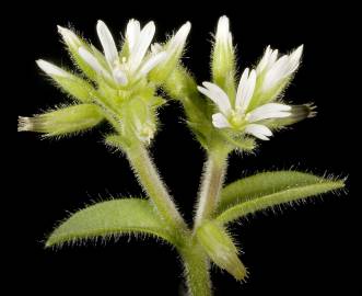 Fotografia da espécie Cerastium glomeratum