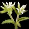 Fotografia 5 da espécie Cerastium glomeratum do Jardim Botânico UTAD