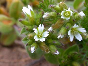 Fotografia da espécie Cerastium glomeratum