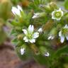 Fotografia 6 da espécie Cerastium glomeratum do Jardim Botânico UTAD