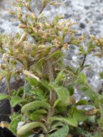 Fotografia da espécie Cerastium glomeratum