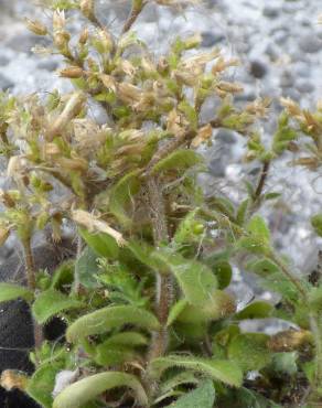 Fotografia 7 da espécie Cerastium glomeratum no Jardim Botânico UTAD