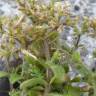 Fotografia 7 da espécie Cerastium glomeratum do Jardim Botânico UTAD