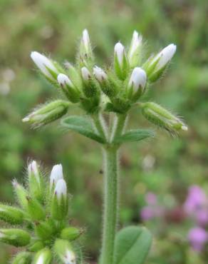 Fotografia 8 da espécie Cerastium glomeratum no Jardim Botânico UTAD