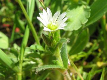 Fotografia da espécie Cerastium glomeratum