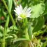 Fotografia 9 da espécie Cerastium glomeratum do Jardim Botânico UTAD