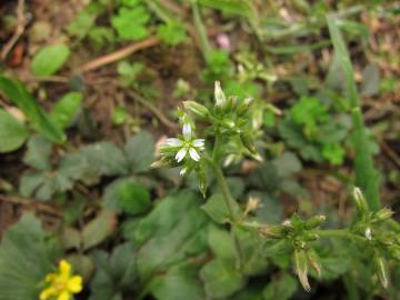 Fotografia da espécie Cerastium glomeratum