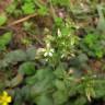 Fotografia 10 da espécie Cerastium glomeratum do Jardim Botânico UTAD