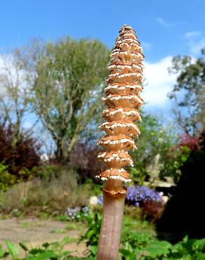 Fotografia 3 da espécie Equisetum arvense no Jardim Botânico UTAD