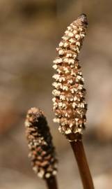 Fotografia da espécie Equisetum arvense