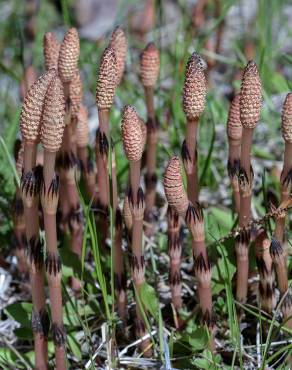 Fotografia 5 da espécie Equisetum arvense no Jardim Botânico UTAD