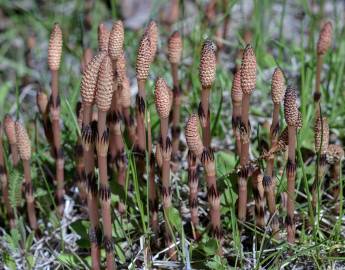 Fotografia da espécie Equisetum arvense