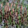 Fotografia 5 da espécie Equisetum arvense do Jardim Botânico UTAD