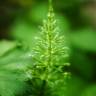 Fotografia 6 da espécie Equisetum arvense do Jardim Botânico UTAD