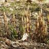 Fotografia 7 da espécie Equisetum arvense do Jardim Botânico UTAD