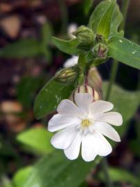 Fotografia da espécie Silene latifolia