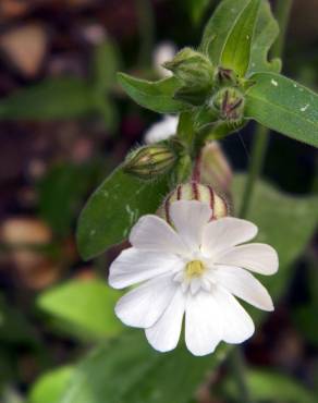 Fotografia 6 da espécie Silene latifolia no Jardim Botânico UTAD