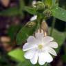 Fotografia 6 da espécie Silene latifolia do Jardim Botânico UTAD