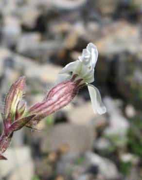 Fotografia 7 da espécie Silene latifolia no Jardim Botânico UTAD