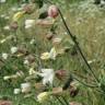 Fotografia 8 da espécie Silene latifolia do Jardim Botânico UTAD