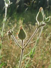 Fotografia da espécie Silene latifolia