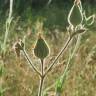 Fotografia 9 da espécie Silene latifolia do Jardim Botânico UTAD