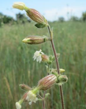 Fotografia 10 da espécie Silene latifolia no Jardim Botânico UTAD