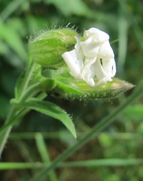 Fotografia 12 da espécie Silene latifolia no Jardim Botânico UTAD