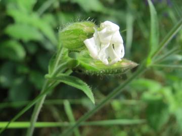 Fotografia da espécie Silene latifolia