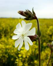 Fotografia da espécie Silene latifolia