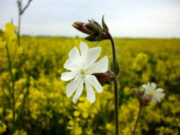 Fotografia da espécie Silene latifolia