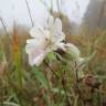 Fotografia 13 da espécie Silene latifolia do Jardim Botânico UTAD