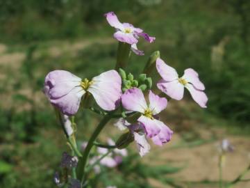 Fotografia da espécie Raphanus raphanistrum subesp. sativus