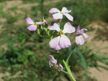 Fotografia da espécie Raphanus raphanistrum subesp. sativus