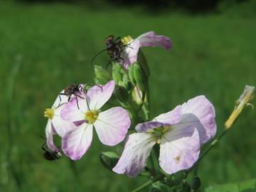 Fotografia da espécie Raphanus raphanistrum subesp. sativus