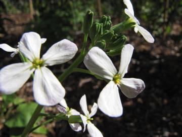 Fotografia da espécie Raphanus raphanistrum subesp. sativus