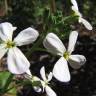 Fotografia 6 da espécie Raphanus raphanistrum subesp. sativus do Jardim Botânico UTAD