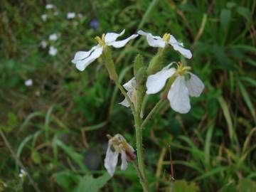 Fotografia da espécie Raphanus raphanistrum subesp. sativus