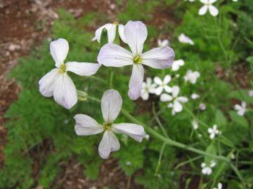 Fotografia da espécie Raphanus raphanistrum subesp. sativus