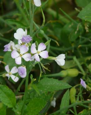 Fotografia 9 da espécie Raphanus raphanistrum subesp. sativus no Jardim Botânico UTAD