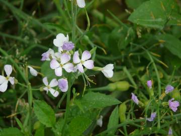 Fotografia da espécie Raphanus raphanistrum subesp. sativus