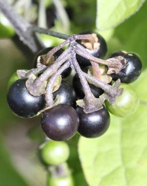 Fotografia 3 da espécie Solanum nigrum no Jardim Botânico UTAD