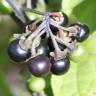Fotografia 3 da espécie Solanum nigrum do Jardim Botânico UTAD
