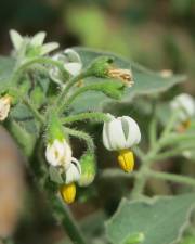 Fotografia da espécie Solanum nigrum