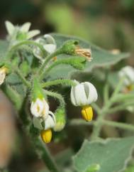 Solanum nigrum