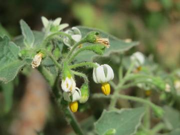 Fotografia da espécie Solanum nigrum