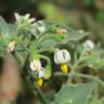 Fotografia 1 da espécie Solanum nigrum do Jardim Botânico UTAD